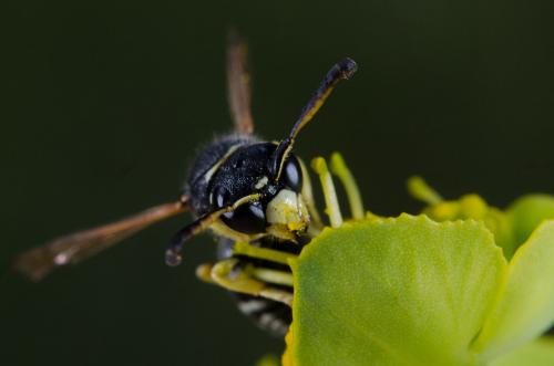 Odynerus melanocephalus
