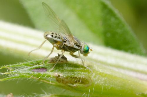 Réf. 161 644 : Terellia serratulae