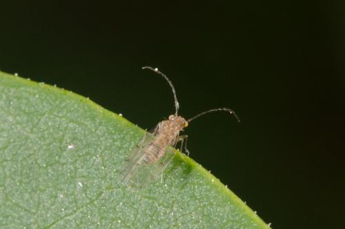 Ectopsocus briggsi
