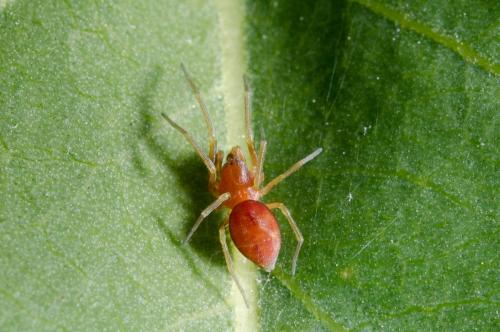 Nigma sp.