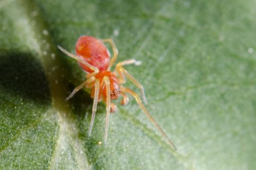 Nigma sp.