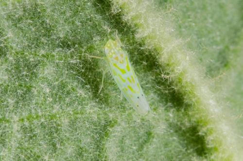 Micantulina stigmatipennis