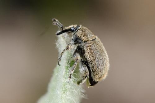 Rhinusa sp.