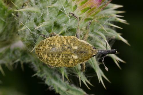 Réf. 161 794 : Larinus sp.