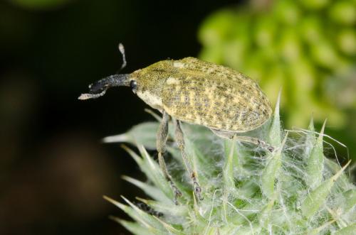 Réf. 161 793 : Larinus sp.