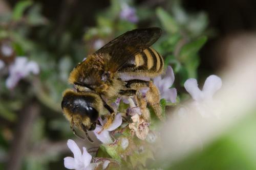 Halictus scabiosae