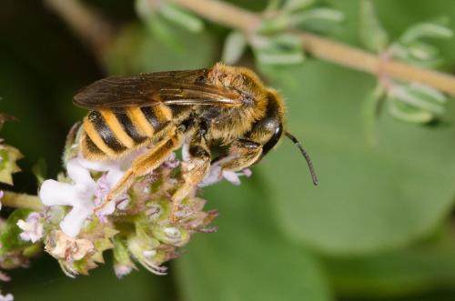 Réf. 161 948 : Halictus scabiosae