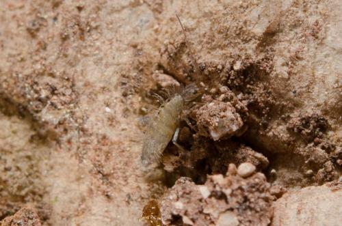 Réf. 161 798 : Orchesella villosa