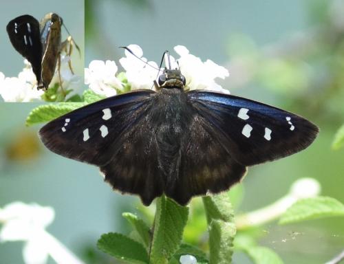 Polygonus sp.