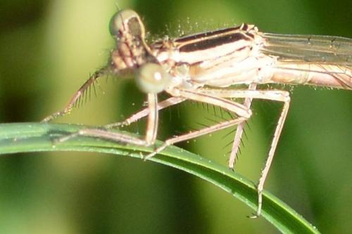 Réf. 161 257 : Platycnemis acutipennis