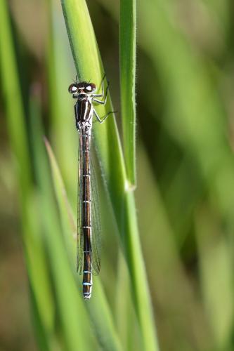 Réf. 161 306 : Coenagrion mercuriale