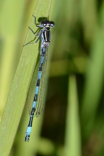Réf. 161 305 : Coenagrion mercuriale