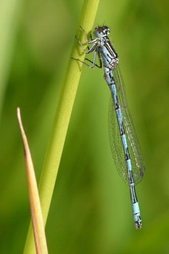 Coenagrion mercuriale