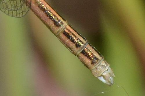Réf. 161 378 : Platycnemis acutipennis