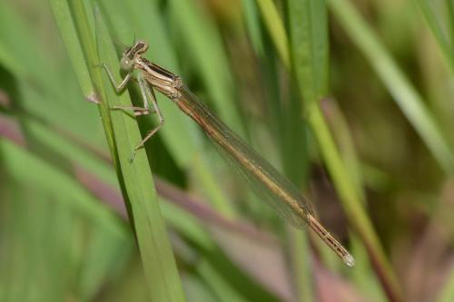 Réf. 161 352 : Platycnemis acutipennis
