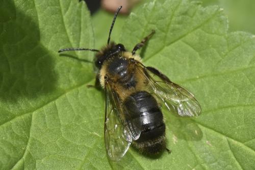 Andrena sp.