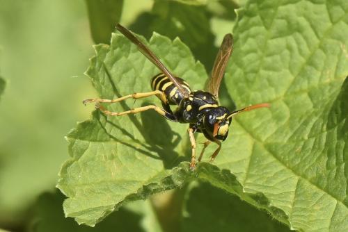 Polistes dominula