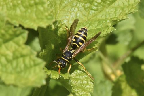 Polistes dominula