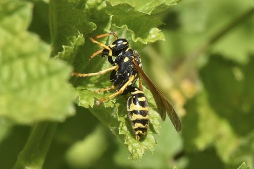 Polistes dominula