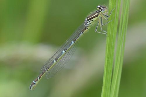 Coenagrion scitulum