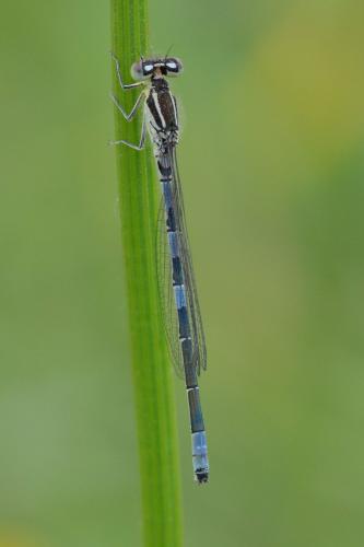 Réf. 161 496 : Coenagrion scitulum