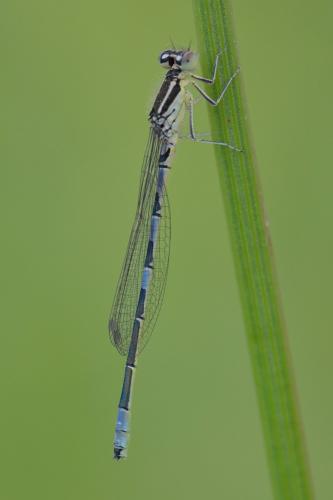 Réf. 161 498 : Coenagrion scitulum
