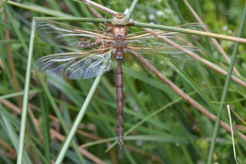 Aeshna grandis