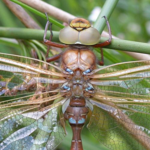Aeshna grandis
