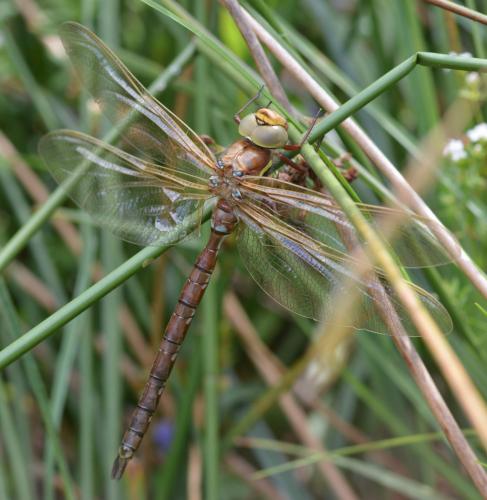 Aeshna grandis