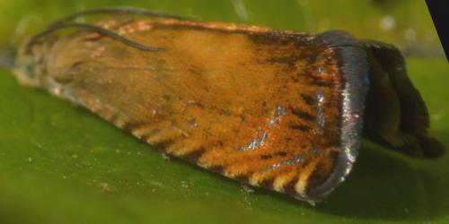 Pammene aurita