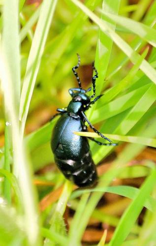 Meloe violaceus