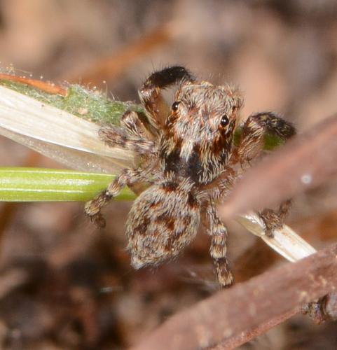 Réf. 161 855 : Pseudeuophrys vafra