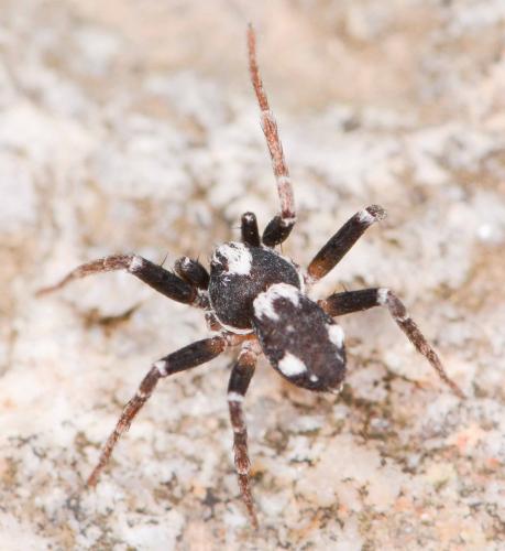 Réf. 161 683 : Pulchellodromus sp.