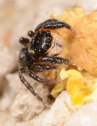 Euophrys innotata