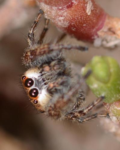 Bianor albobimaculatus