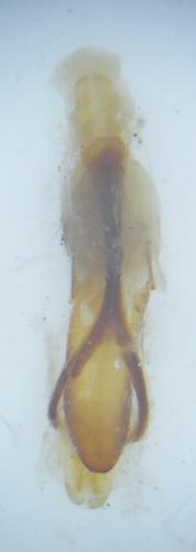 Procas armillatus