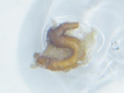 Procas armillatus