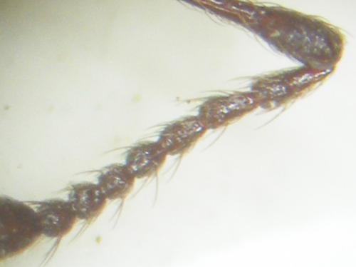 Procas armillatus