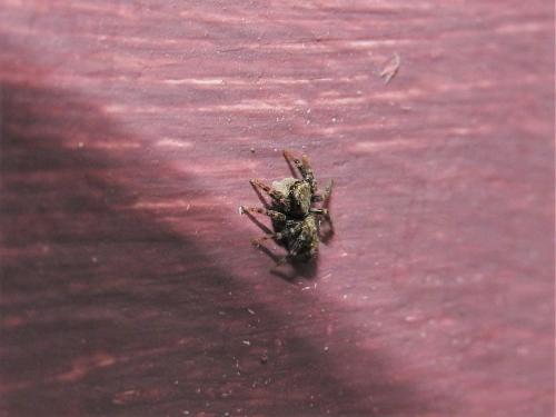 Pseudeuophrys lanigera