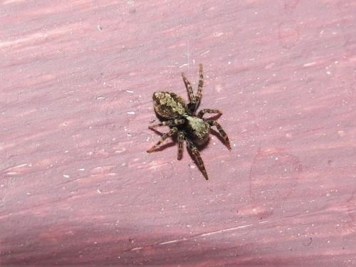 Pseudeuophrys lanigera