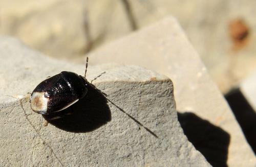 Réf. 161 178 : Adomerus maculipes