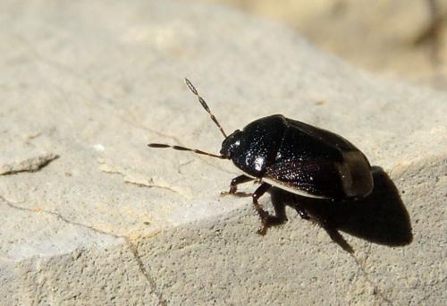 Adomerus maculipes