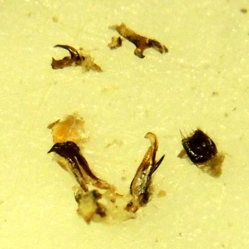 Adomerus maculipes