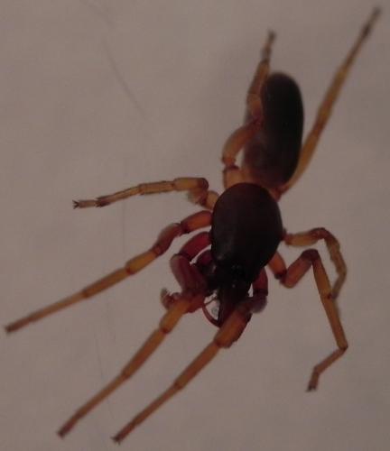 Réf. 161 216 : Dysdera sp.