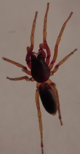 Réf. 161 217 : Dysdera sp.