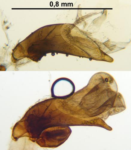 Réf. 161 471 : Microlestes minutulus