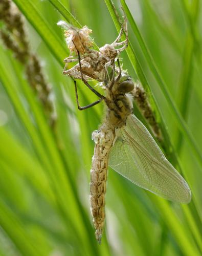 Réf. 161 491 : Epitheca bimaculata