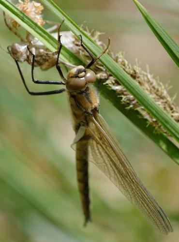 Réf. 161 492 : Epitheca bimaculata