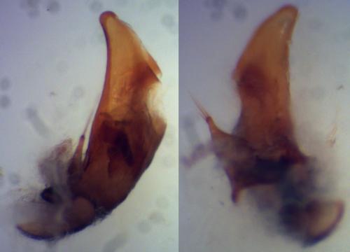 Réf. 161 315 : Bembidion tibiale