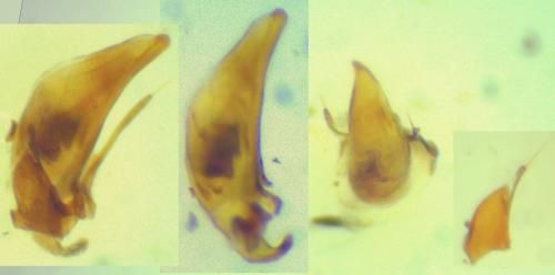 Bembidion properans
